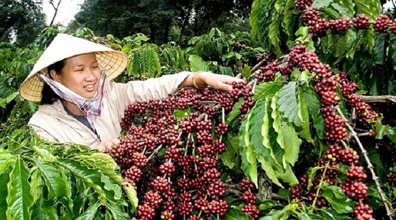 Giá cà phê hôm nay 3/9, giá cà phê Tây Nguyên hôm nay đồng loạt tăng 500 đồng/kg.