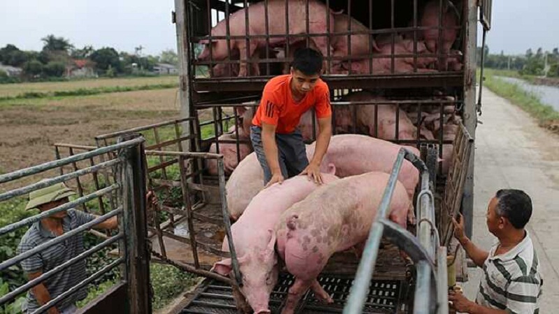 Giá lợn hơi hôm nay 5/9 vẫn trên đà giảm.