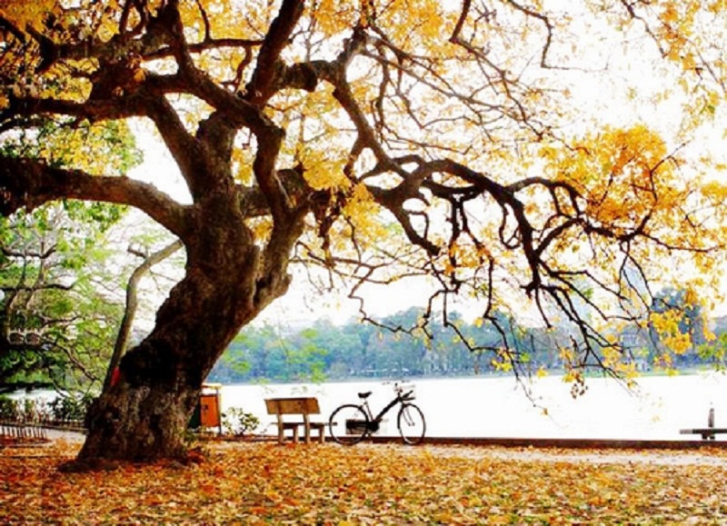 Phong cảnh mùa thu ở Hồ Gươm với lá vàng rơi, ghế đá, mặt hồ trong xanh mang đến cảm giác lãng mạn. (Ảnh: IT).