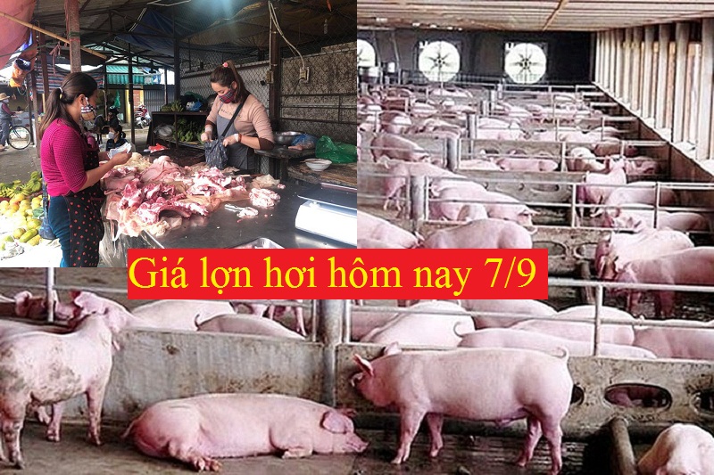 Giá lợn hơi hôm nay 7/9 giữ ổn định từ 74.000 - 78.000 đồng/kg.