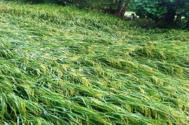 Thái Bình có khoảng 3.000ha lúa mùa bị gãy, đổ do mưa lũ. (Ảnh: Dân Trí).