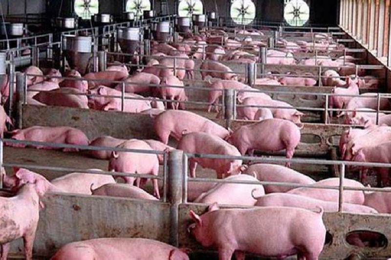 Giá heo hơi hôm nay 26/10: Giá lợn hơi dự báo tăng mạnh.