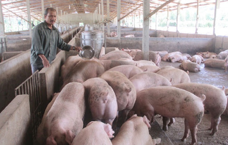 Giá heo hơi hôm nay 29/10 - Giá lợn hơi hôm nay tăng liên tục sát mốc 80.000 đồng/kg.