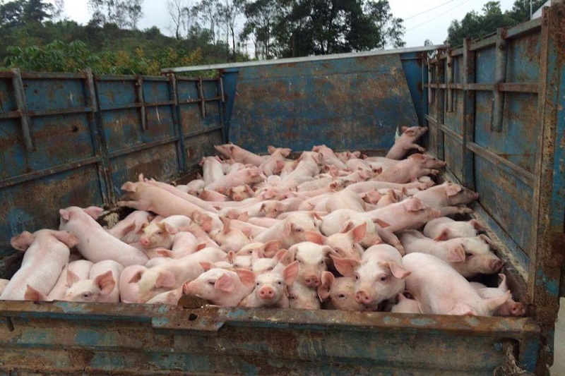 Giá heo hơi hôm nay 3/11: Giá lợn hơi tăng đồng loạt 1.000 - 2.000 đồng mỗi kg.