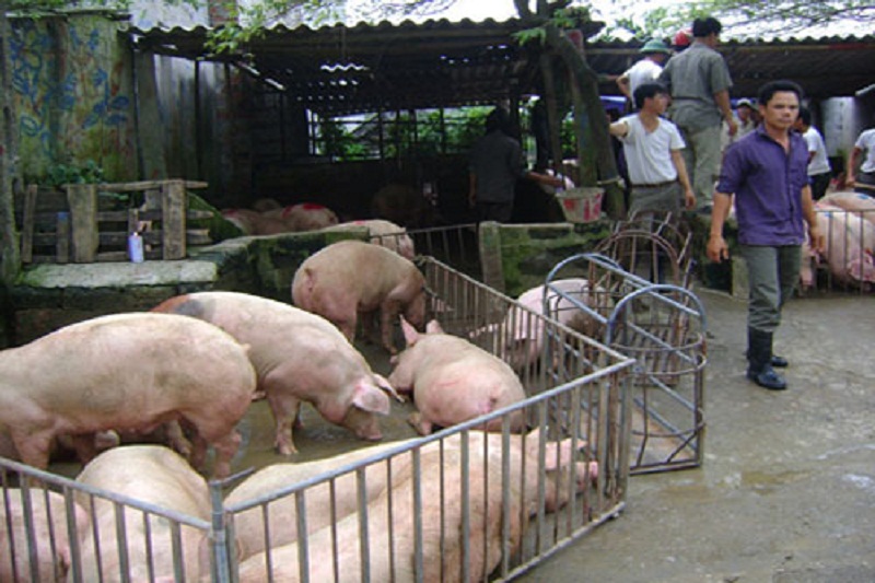 Giá heo hơi hôm nay 19/11: Giá lợn hơi giảm đồng loạt từ 1.000 - 2.000 đồng/kg.