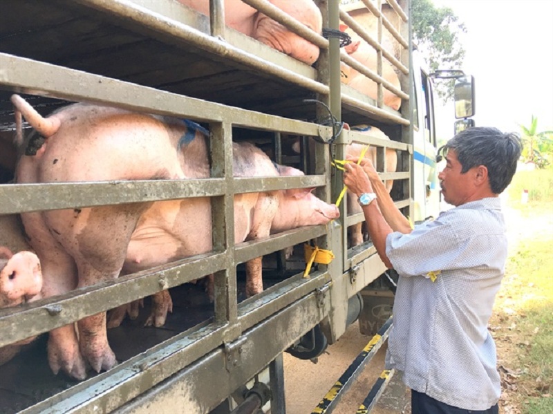Giá heo hơi hôm nay 23/11, giá lợn hơi 3 miền đều tăng nhẹ, cao nhất đang ở mức 75.000 đồng/kg, thấp nhất là 63.000 đồng/kg.