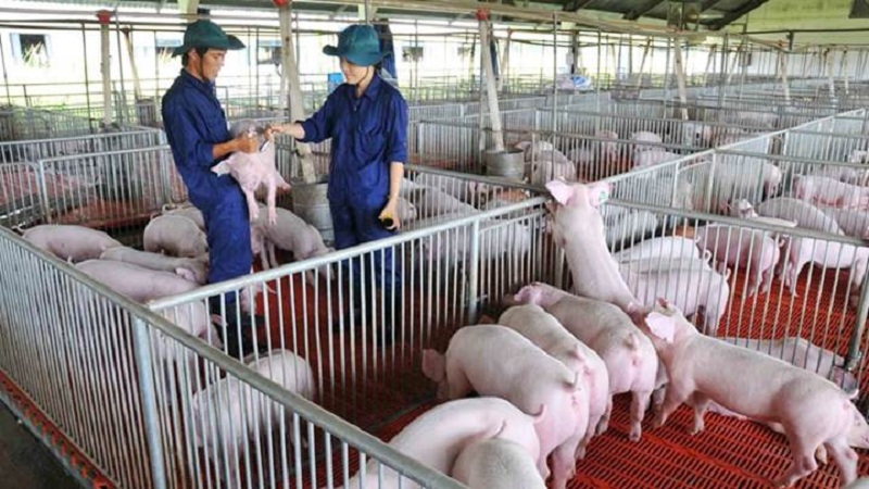 Giá heo hơi hôm nay 27/11: Giá lợn hơi nhiều nơi tăng mạnh, cao nhất là 74.000 đồng/kg.