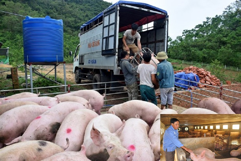 Giá heo hơi hôm nay 26/11: Giá lợn hơi miền Bắc tăng mạnh, Trung - Nam giảm sâu.