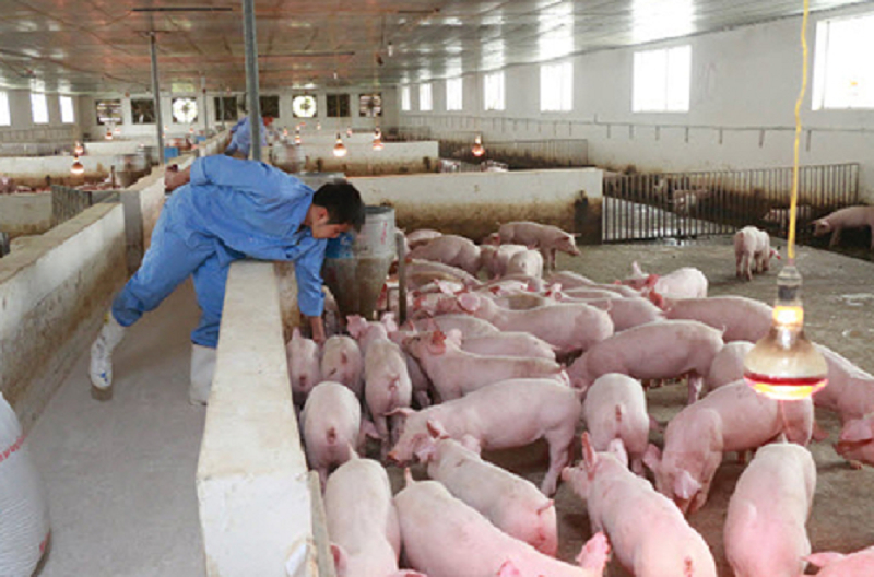 Giá heo hơi hôm nay 2/12: Giá lợn hơi tăng cao nhất 72.000 đồng/kg?