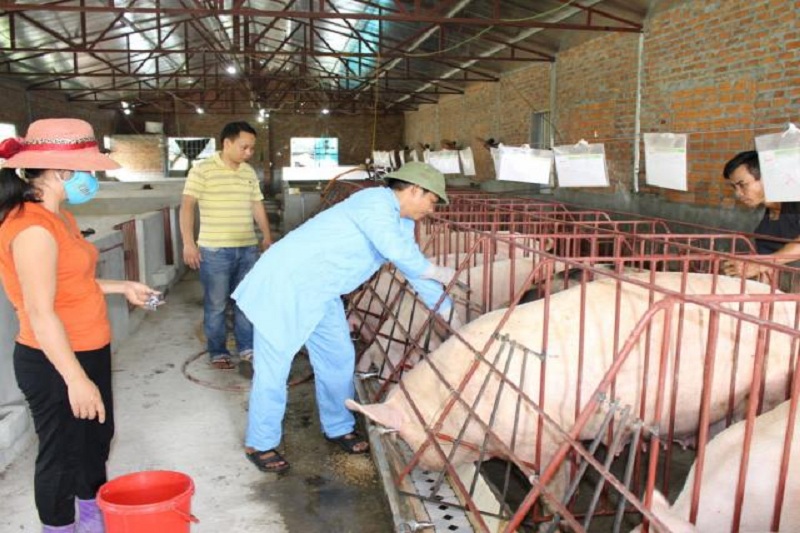 Giá heo hơi hôm nay 29/12: Giá lợn hơi ở Hà Nội cao kỷ lục 80.000 đồng/kg.
