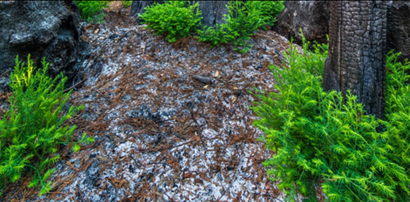 13. Hồi sinh: Những chồi non mọc lên từ những gốc cây gỗ đỏ sau trận cháy rừng dữ dội ở Công viên tiểu bang Big Basin Redwood, California cho thấy sức sống mãnh liệt của tự nhiên. (Ảnh: Frans Lanting).