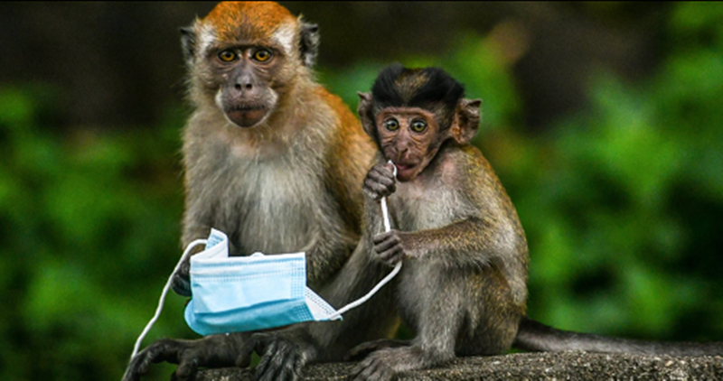 Ô nhiễm nhựa: Những chú khỉ ở Malaysia cầm khẩu trang y tế. Mặc quần áo bảo hộ đã trở thành một phần của cuộc sống hằng ngày giữa đại dịch COVID-19, tuy nhiên, các nhà bảo vệ môi trường lo ngại đồ bảo hộ y tế đang gây ra ô nhiễm nhựa nghiêm trọng.(Ảnh: AFP).