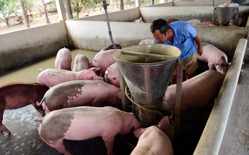 Giá heo hơi hôm nay 5/1, giá lợn hơi 3 miền tiếp tục tăng cao, nhiều địa phương đạt mức giá kỷ lục 80.000 đồng/kg.