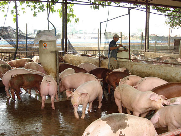 Giá heo hơi hôm nay 17/1, giá lợn hơi 3 miền tiếp tục tăng cao chưa từng thấy, cao nhất là 86.000 đồng/kg.