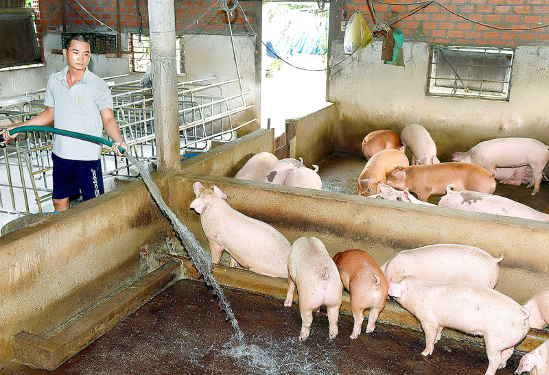 Giá heo hơi hôm nay, giá lợn hơi hôm nay tại 3 miền ghi nhận cùng giảm mạnh, giá cao nhất là 79.000 đồng/kg, thấp nhất là 74.000 đồng/kg.