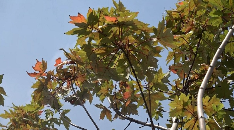 Có thời điểm cây phong ra lá xanh và chuyển màu đỏ nhưng ngay sau đó đã bị cháy lá.
