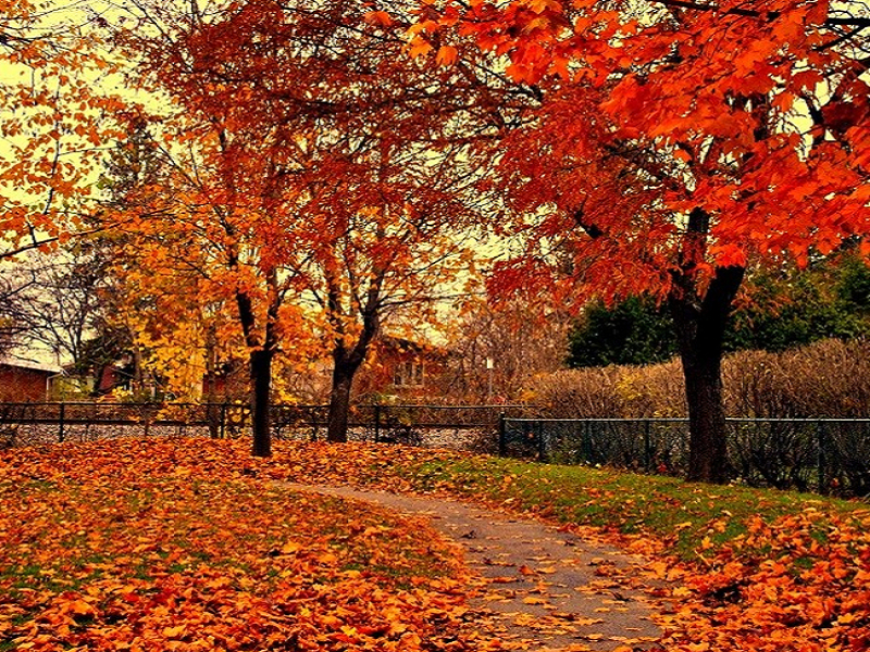 Rừng phong lá đỏ ở Canada khi mùa thu về. (Ảnh: st).