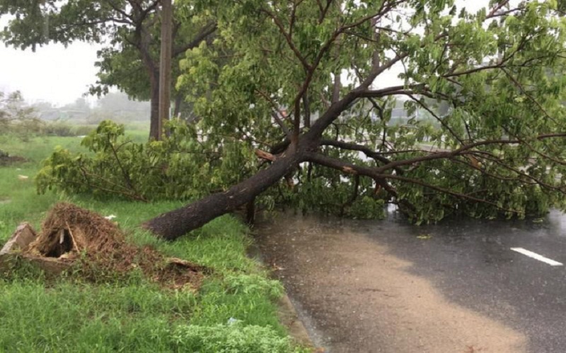 Một cây lớn ven đường bị quật bật gốc vì bão số 5 ở Đà Nẵng. (Ảnh: PL TP HCM).