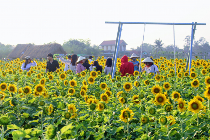 Họ cùng nhau đến nông trại hữu cơ ở phường Hương Xuân để chiêm ngưỡng sắc vàng rực rỡ của loài hoa hướng dương.