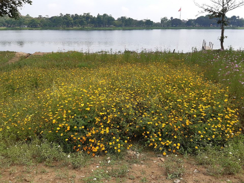 Nhiều loài hoa được trồng dọc bờ sông Hương. Ảnh: Tuấn Hiệp.