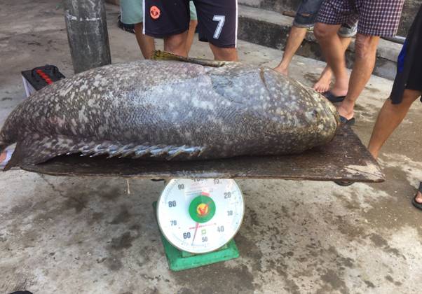Cá mú nghệ nặng 55kg.