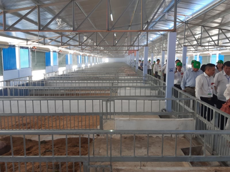 Trang trại chăn nuôi lợn an toàn sinh học, hữu cơ với diện tích 2ha, gồm 3 dãy chuồng nuôi, 3.600m2/dãy chuồng.