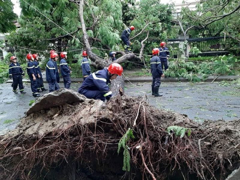 Mưa lớn cùng gió mạnh đã làm nhiều cây cối trên địa bàn TP Huế cũng như các huyện, thị xã bị đổ ngã.