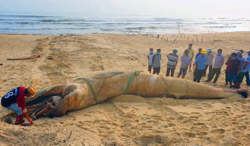 Con cá voi nặng hơn 4 tấn dạt vào bờ biển ở Quảng Nam.