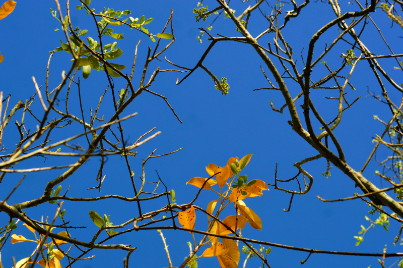 Cây Chá rụng lá giữa nền trời xanh.