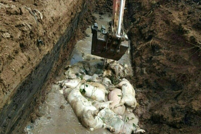 Các nhà chức trách chôn hàng trăm xác lợn ở Bắc Sumatra, Indonesia, sau khi chúng được tìm thấy trôi nổi trên các con đường thủy địa phương.