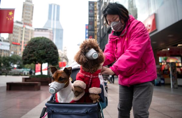 Một người phụ nữ đẩy xe có hai con chó đeo khẩu trang trên đường phố Thượng Hải ngày 19/2/2020.