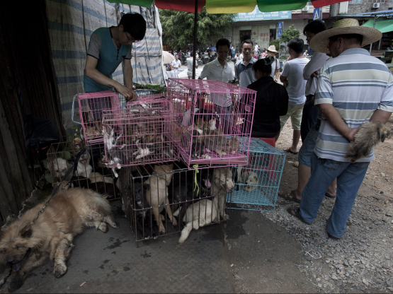 Thâm Quyến thành thành phố đầu tiên ở Trung Quốc cấm ăn thịt chó, mèo.
