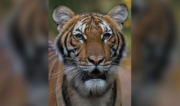 Nadia, một con hổ tại Sở thú Bronx ở New York (Mỹ), là con hổ đầu tiên bị mắc Covid-19.