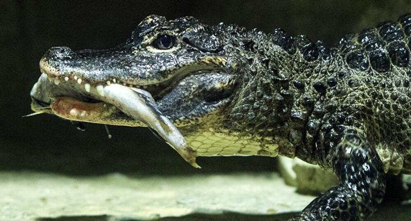 Cá sấu của Hitler ở Vườn thú Moscow.