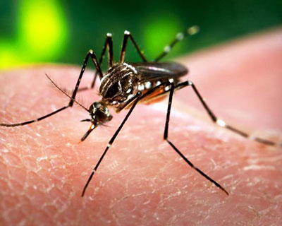 Dưới đây là câu trả lời virus Zika là gì? Triệu chứng bệnh do virus Zika gây ra.