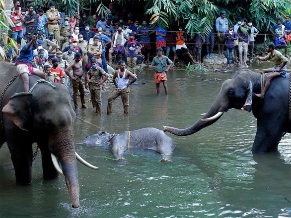 Con voi mang thai chết vì ăn dứa nhét chất nổ được tìm thấy hôm 27/5 tại bang Kerala.