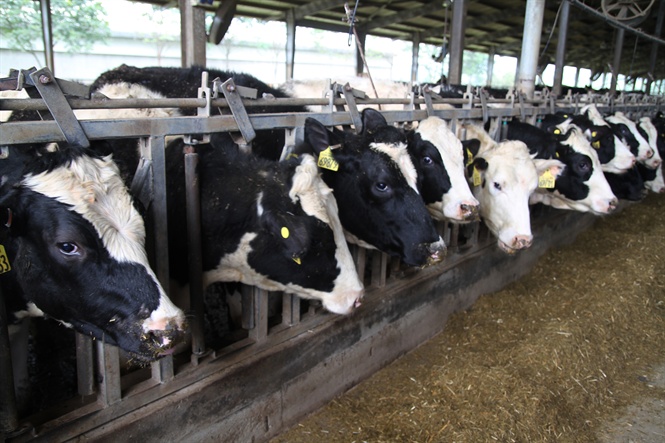Đàn bò TH mới nhập khẩu cho năng suất sữa cao, góp phần đáp ứng nhu cầu sữa nguyên liệu lớn trong nước cũng như xuất khẩu.