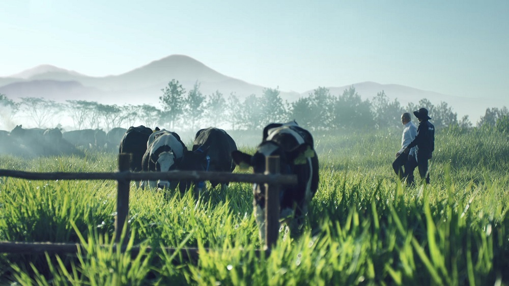 Dalatmilk – “Di sản từ cao nguyên” - sở hữu trang trại bò sữa và khuôn viên nhà máy sữa đẹp và thơ mộng hiếm thấy.