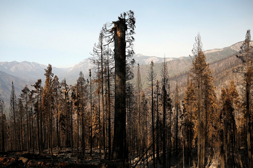 Biến đổi khí hậu có thể khiến cho các vụ cháy rừng ở California, Hoa Kỳ thêm trần trọng - Ảnh: Getty