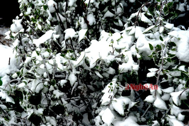 Khắp nơi tuyết phủ trắng xóa trên cây cối.