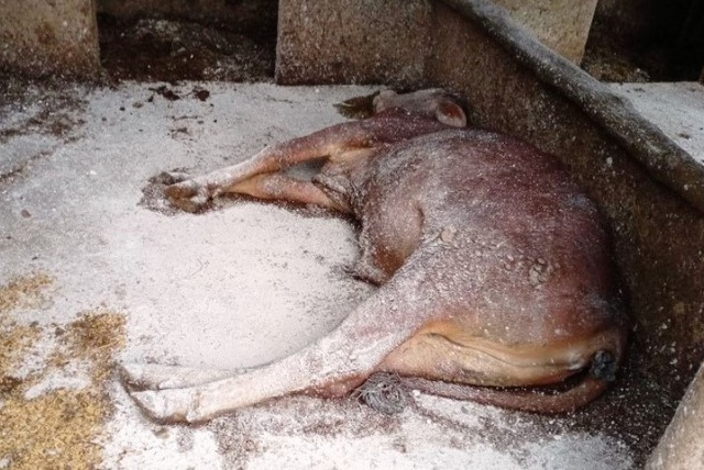 Đến nay đã có 38 con trâu, bò bị chết vì bệnh viên da nổi cục ở Hà Tĩnh, tất cả đều đã được tiêu hủy. 