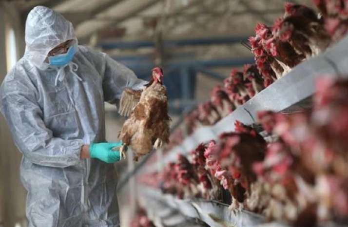 Nga ghi nhận 7 công nhân ở trang trại nuôi gà nhiễm virus cúm A H5N8. Ảnh: AP.