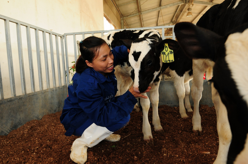 Niềm vui mộc mạc bên những cô bò sữa của nhân viên các trang trại TH.