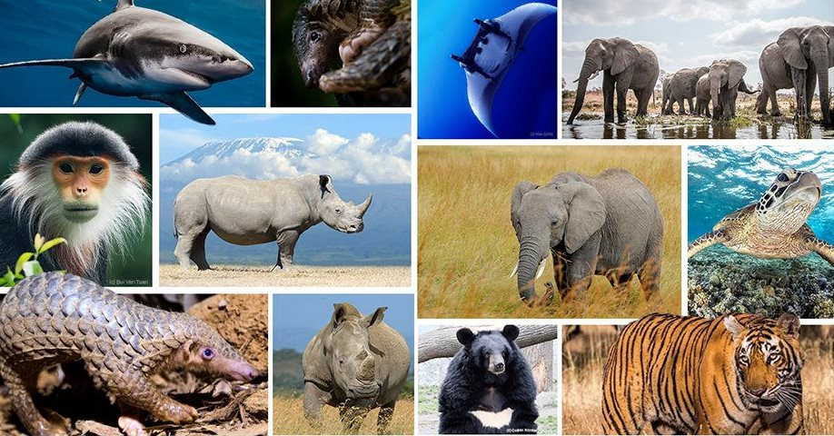  Theo báo cáo Sức sống Hành tinh 2022, quần thể các loài hoang dã đã giảm trung bình 69% kể từ năm 1970. (Ảnh minh họa)