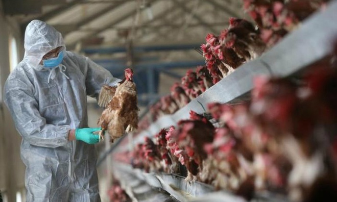 Dịch cúm H5N1 quay lại Trung Quốc vào năm 2020. Ảnh: Getty Images.