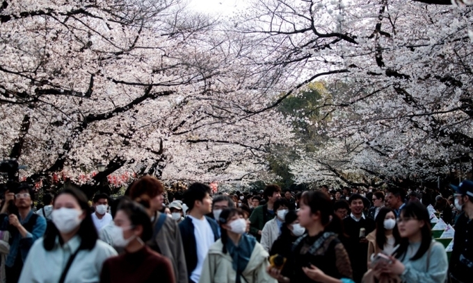 Người dân Nhật Bản tập trung ngắm hoa anh đào nở tại công viên Ueno ở Tokyo hôm 22/3. Ảnh: AFP.