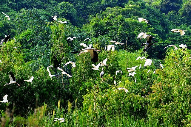 Du lịch Ninh Bình: Vườn chim Thung Nham