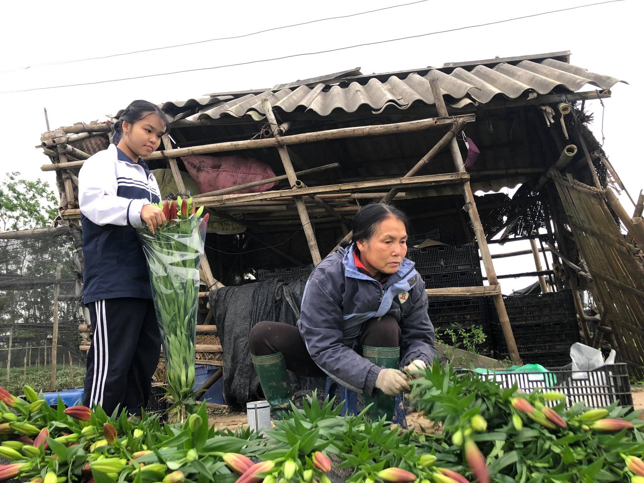 Theo bà Hạnh (52 tuổi), một người dân trồng hoa ly tại đây cho biết, hầu hết các nhà trồng hoa ly mùa vụ này đều bị lỗ vốn nặng nề do ảnh hưởng bởi dịch bệnh.