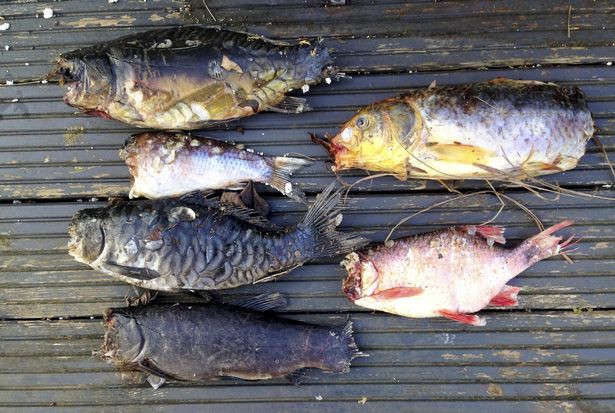 Đà Nẵng: Trộm cá Koi trị giá cả trăm triệu đồng rồi làm thịt ăn nhậu