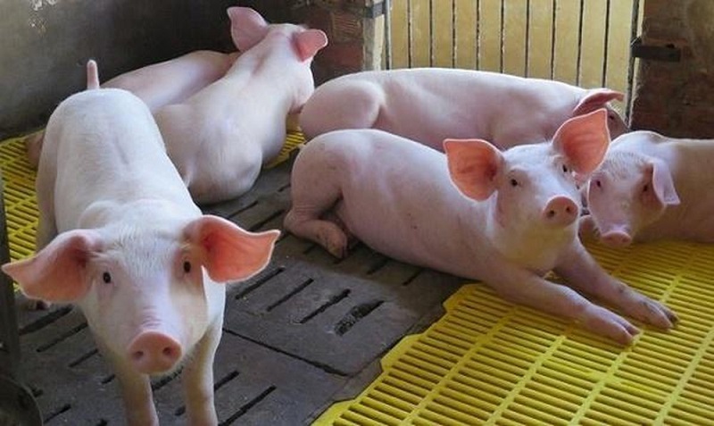 Giá heo hơi hôm nay 25/10: Giá lợn hơi tăng đột biến khoảng 1.000 đồng/kg so với tuần trước.